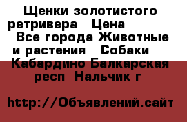 Щенки золотистого ретривера › Цена ­ 15 000 - Все города Животные и растения » Собаки   . Кабардино-Балкарская респ.,Нальчик г.